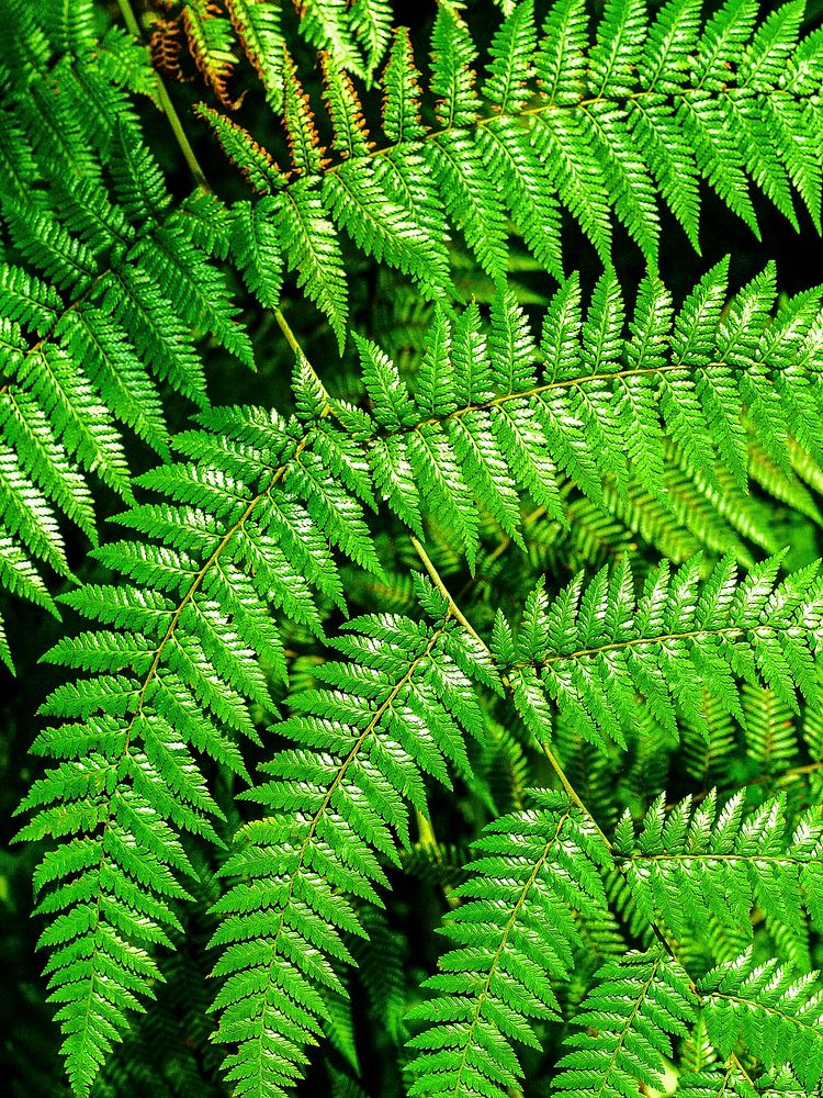 Fiddlehead fern close up, free public domain CC0 photo