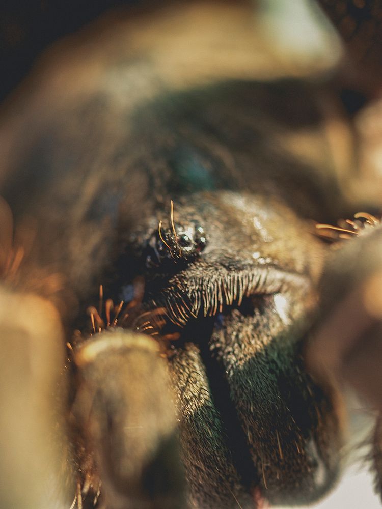 Free zoom in spider face image, public domain animal CC0 photo.