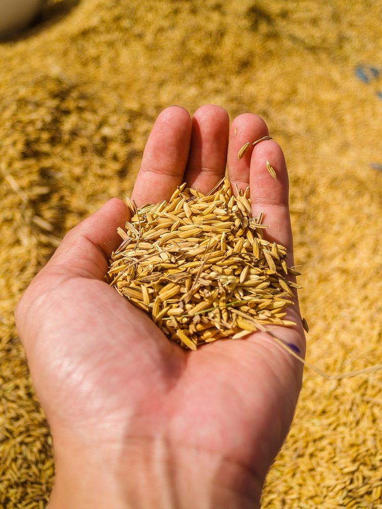Free holding wheat grains in hand image, public domain food CC0 photo.