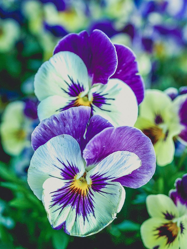 Free purple pansy image, public domain flower CC0 photo.