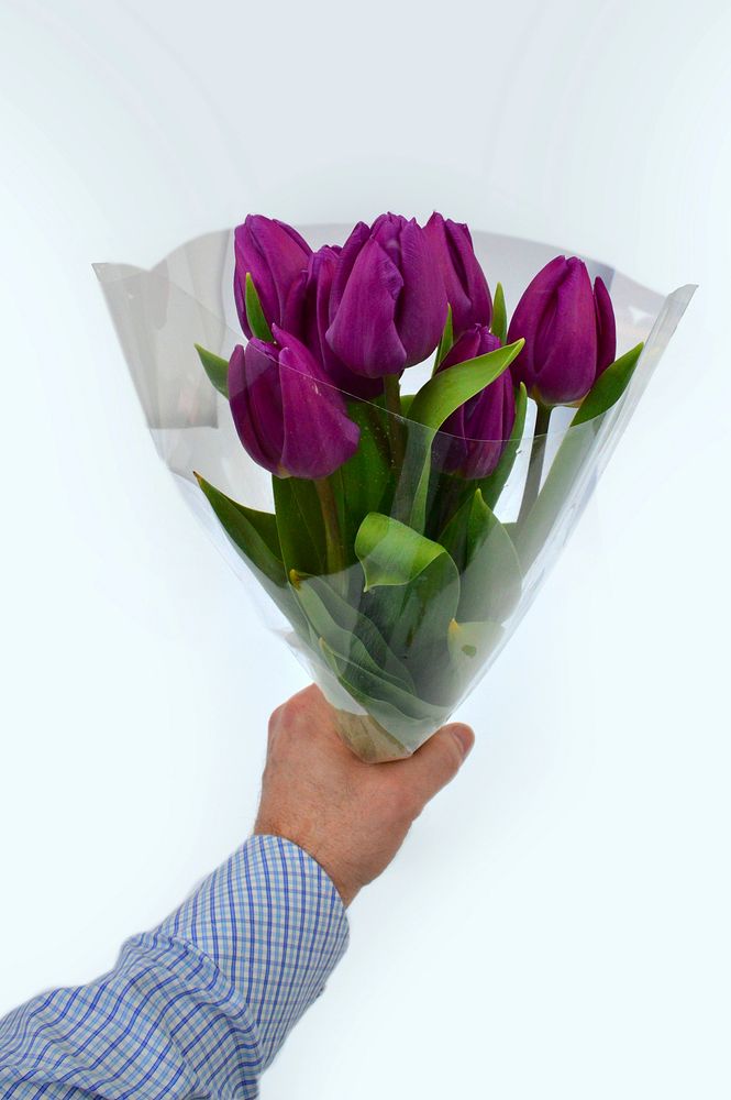 Free purple tulip background image, public domain flower CC0 photo.