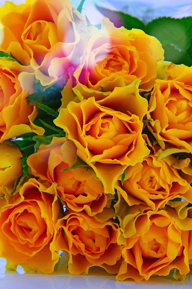 Free yellow rose bouquet image, public domain flower CC0 photo.