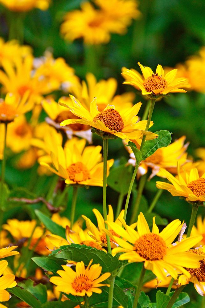 Free yellow daisy background image, public domain flower CC0 photo.
