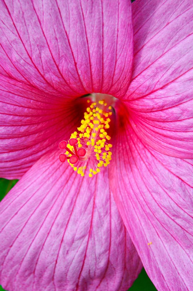 Free pink hibiscus image, public domain flower CC0 photo.