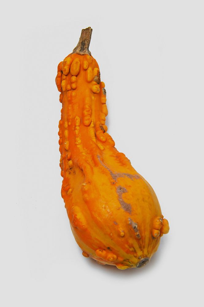 Free tall orange gourd with white background image, public domain vegetable CC0 photo.