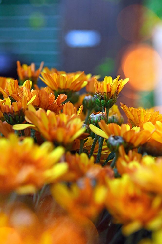 Free orange chrysanthemum image, public domain flower CC0 photo.