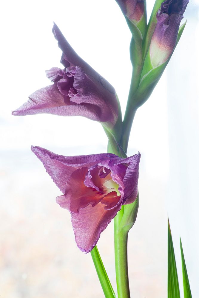 Free gladiolus image, public domain spring CC0 photo.