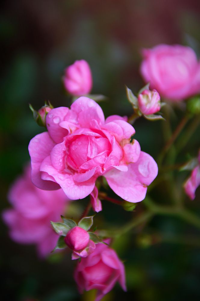Free pink garden rose image, public domain flower CC0 photo.