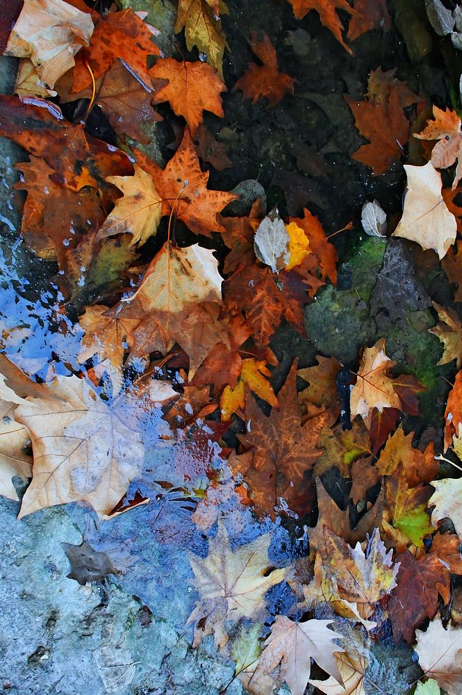 Free autumn foliage photo, public domain nature CC0 image.