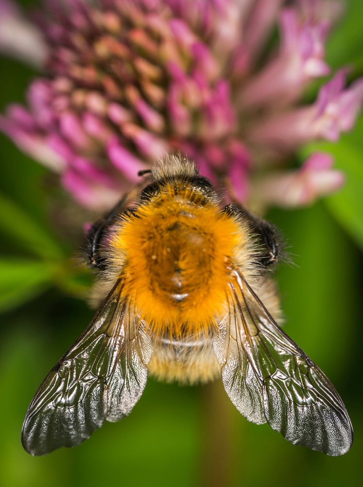 Free close up bee, public domain animal CC0 photo.