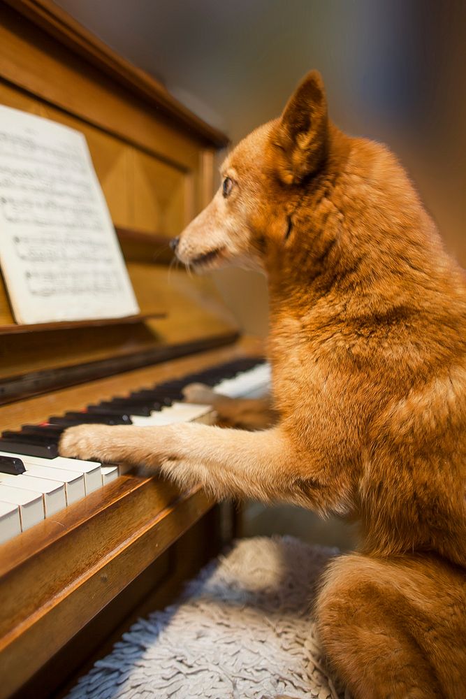 Free cute dog playing piano image,  public domain CC0 photo.