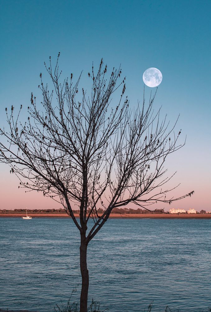 Free moon above a river with tree image, public domain CC0 photo.