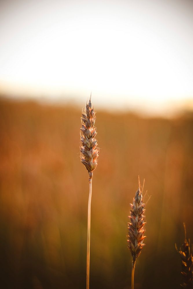 Free focused wheat image, public domain food CC0 photo.