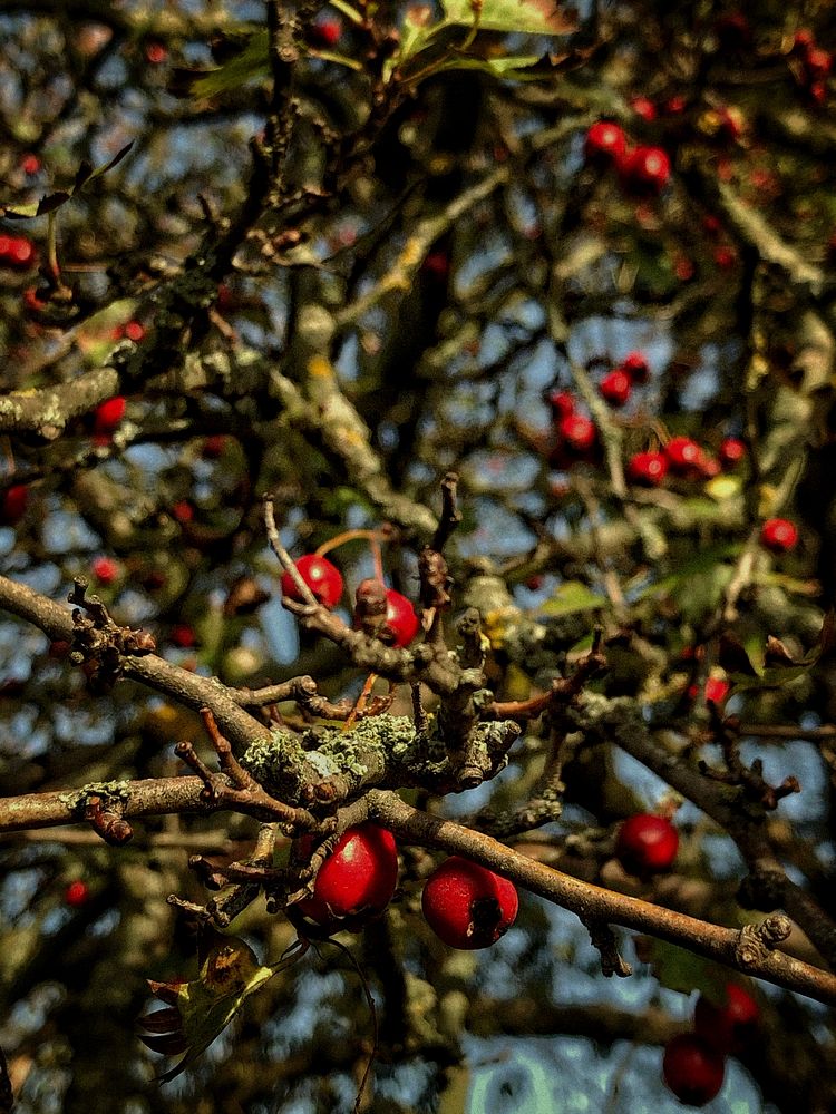 Free cherry tree image, public domain fruit CC0 photo.