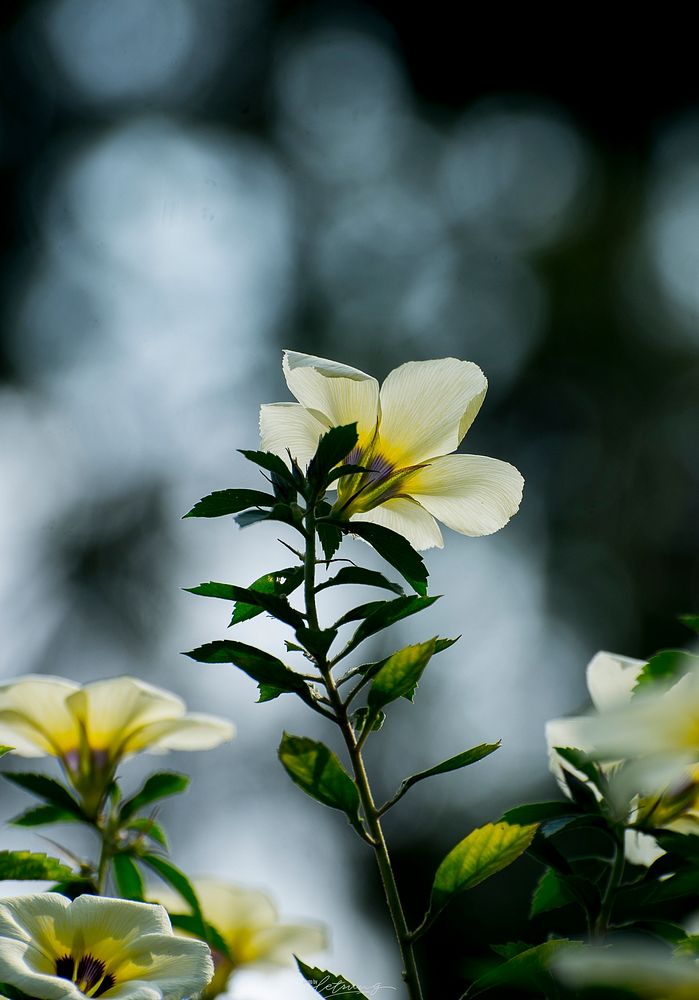 Free white flower image, public domain spring CC0 photo.