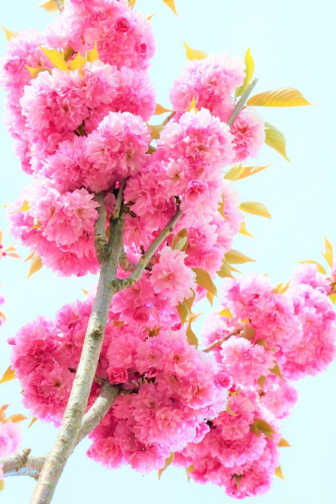 Free pink flower image, public domain flower CC0 photo.