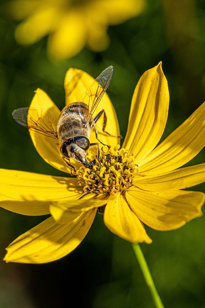 Free close up bee on yellow flower image, public domain animal CC0 photo.