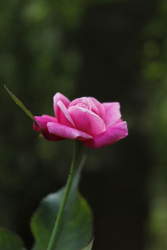 Free pink rose image, public domain spring CC0 photo.