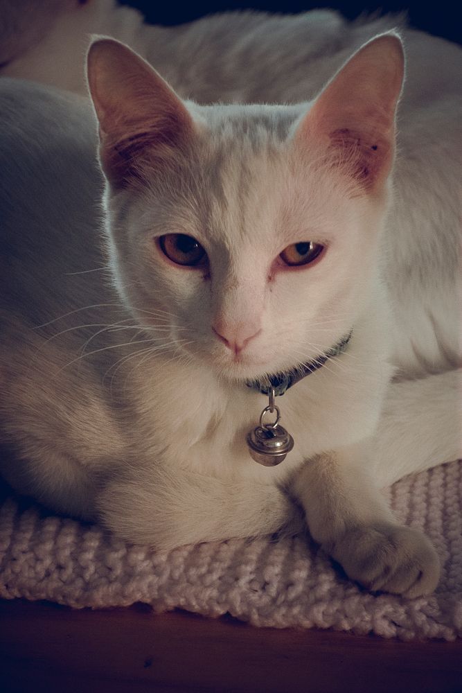 Free cute white cat image, public domain CC0 photo.