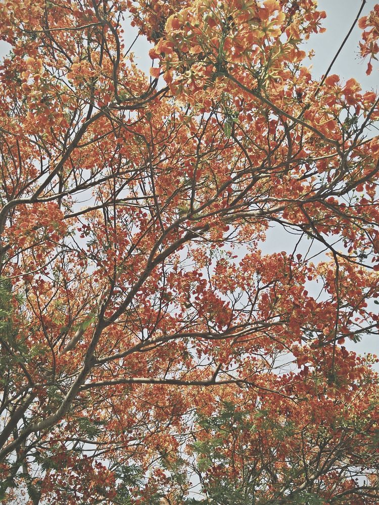 Free autumn tree photo, public domain nature CC0 image.