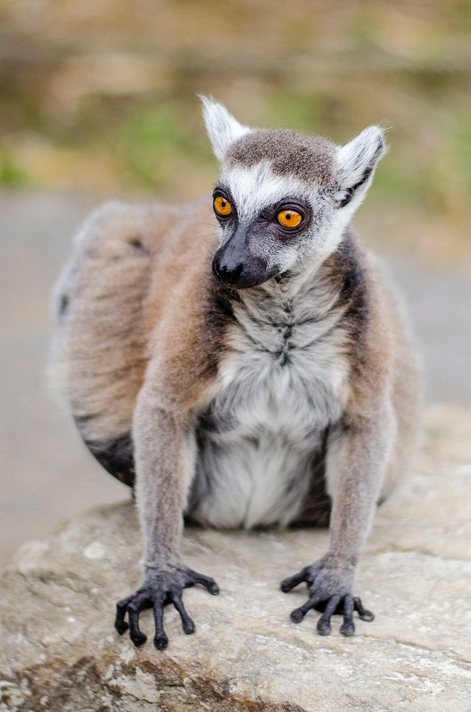Free cute lemur image, public domain CC0 photo.
