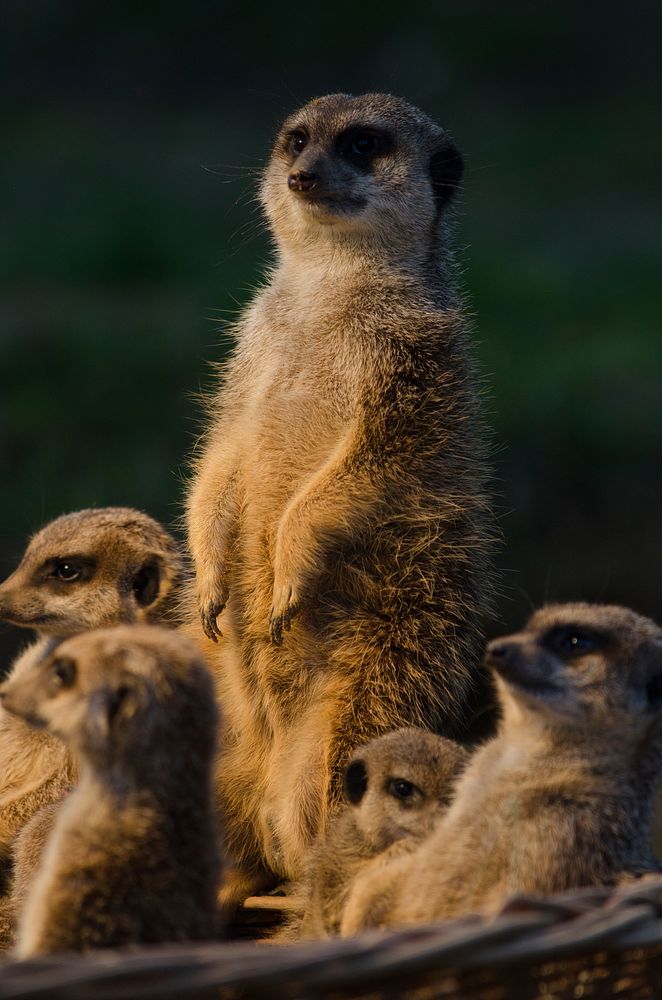 Free meerkat family image, public domain animal CC0 photo.