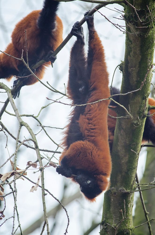 Free red ruffed lemurs hanging in tree image, public domain animal CC0 photo.