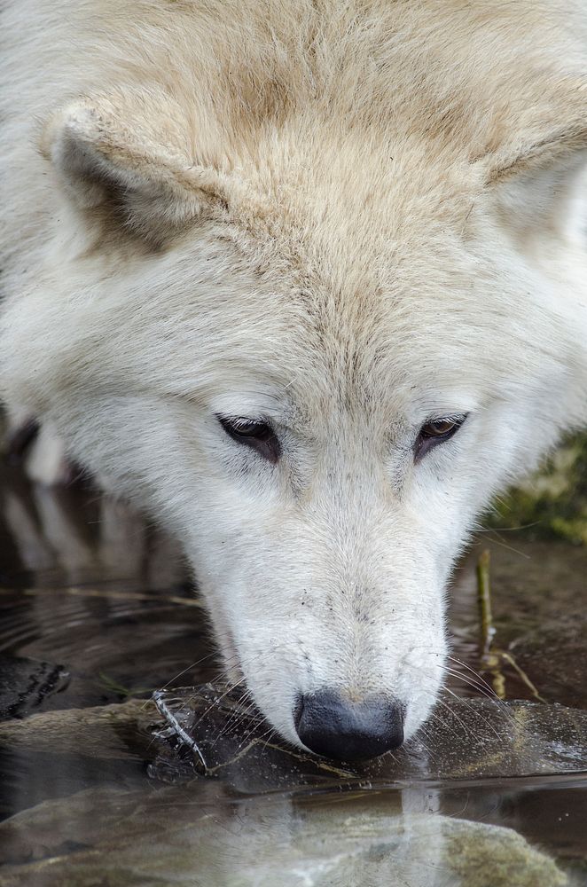 Free arctic wolf drinking water image, public domain animal CC0 photo.