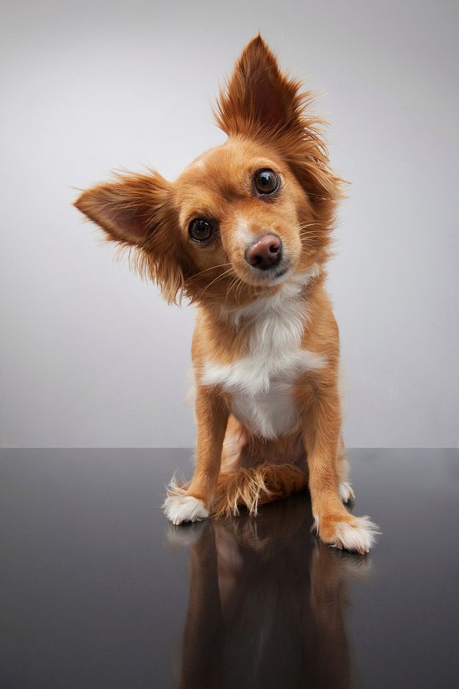 Free confused chihuahua dog image, public domain animal CC0 photo.