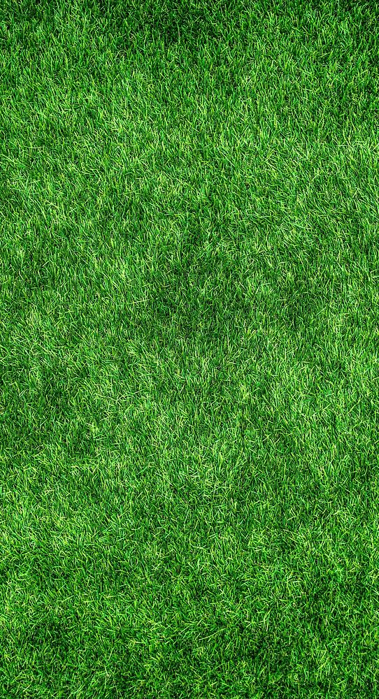 Field of grass, free public domain CC0 photo