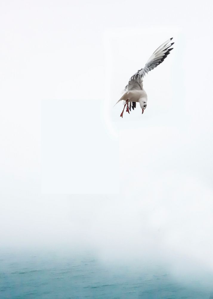 Free seagull flying above the sea background photo, public domain animal CC0 image.