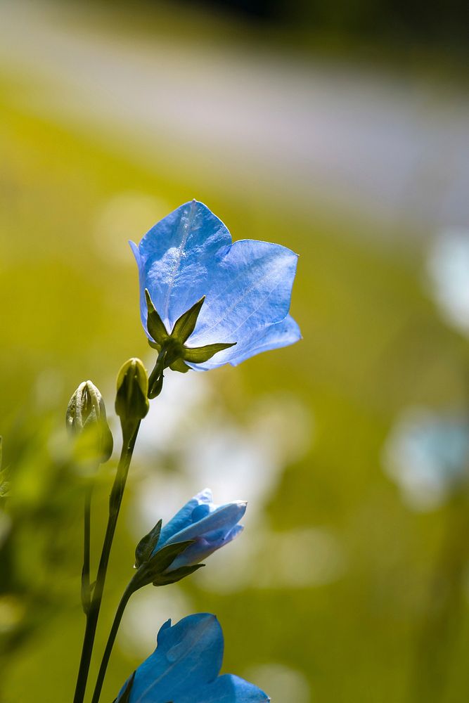 Free blue bellflower image, public domain spring CC0 photo.