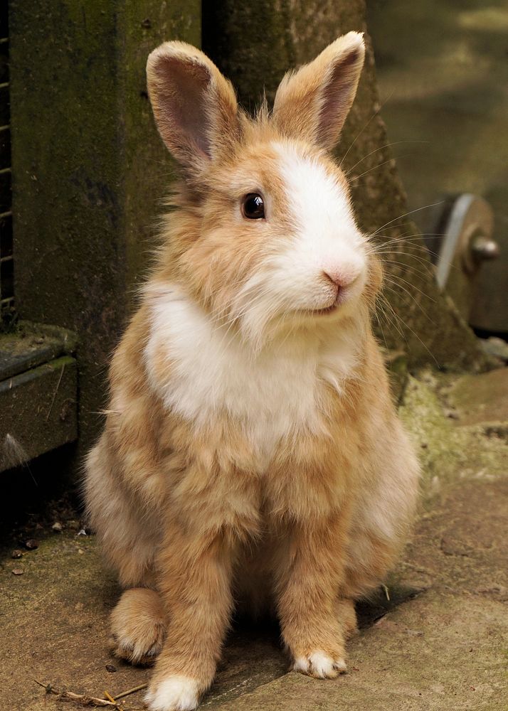 Free cute bunny background image, public domain CC0 photo.