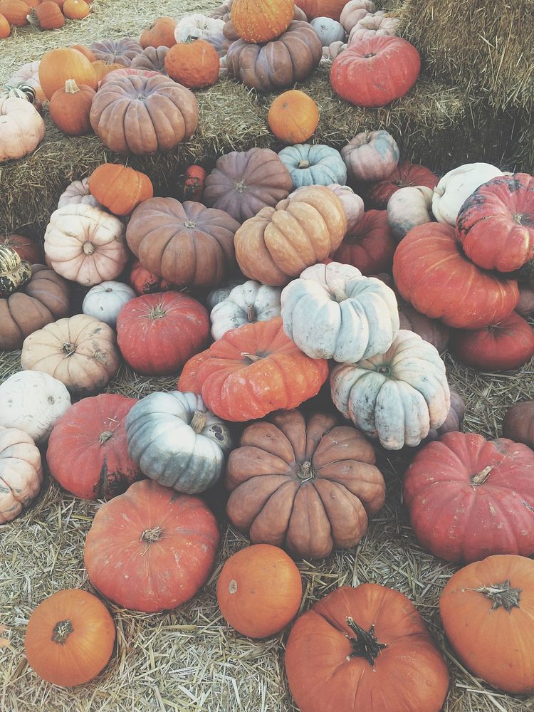 Free pile of different pumpkins in farm photo, public domain CC0 image.