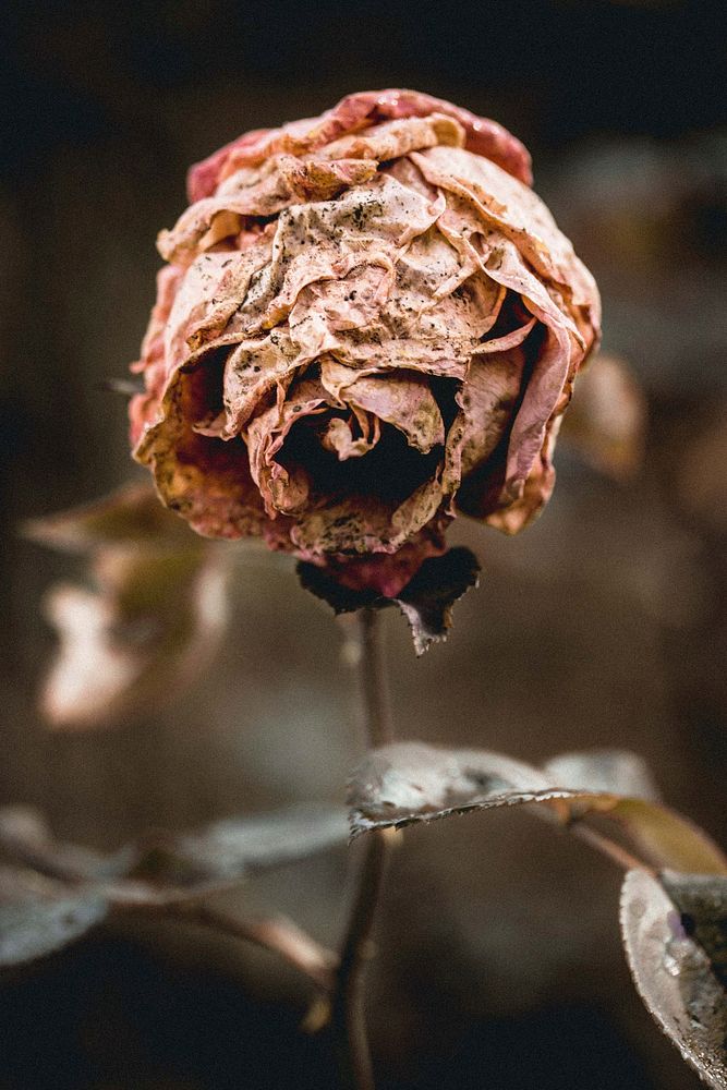 Free dried rose image, public domain flower CC0 photo.