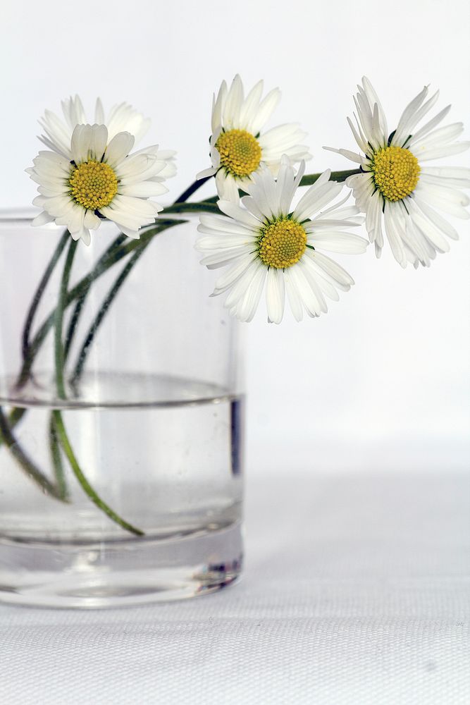 Free white daisies background image, public domain flower CC0 photo.