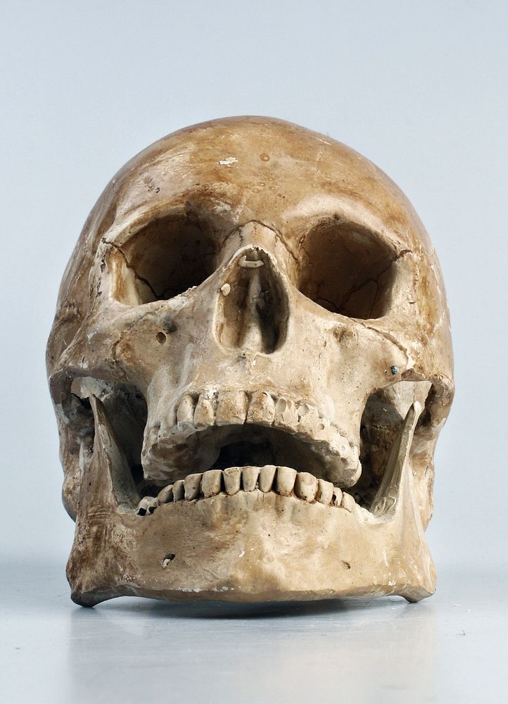 Old human skull display, free public domain CC0 photo