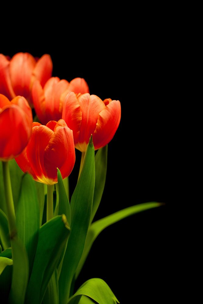 Free orange tulips image, public domain flower background CC0 photo.