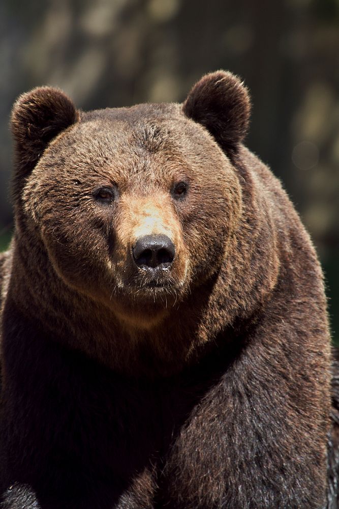 Free brown bear image, public domain animal CC0 photo.