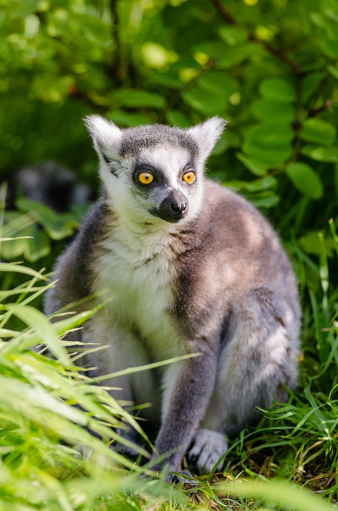 Free cute lemur image, public domain CC0 photo.
