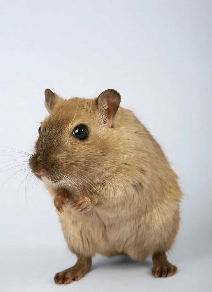 Free pet mouse animal portrait image, public domain CC0 photo.