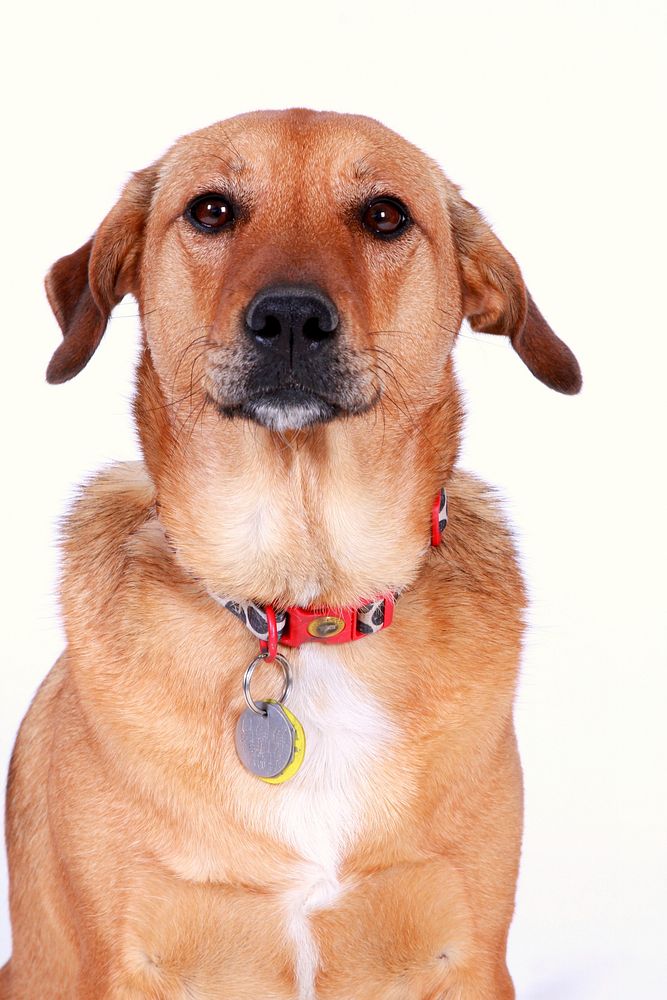 Free medium coated brown dog in red collar portrait photo, public domain animal CC0 image.