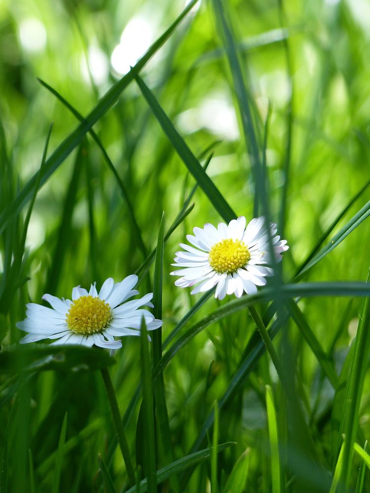 Free white daisy image, public domain flower CC0 photo.