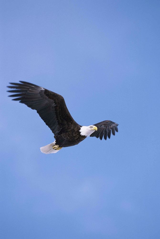Free eagle in flight sky background photo, public domain animal CC0 image.