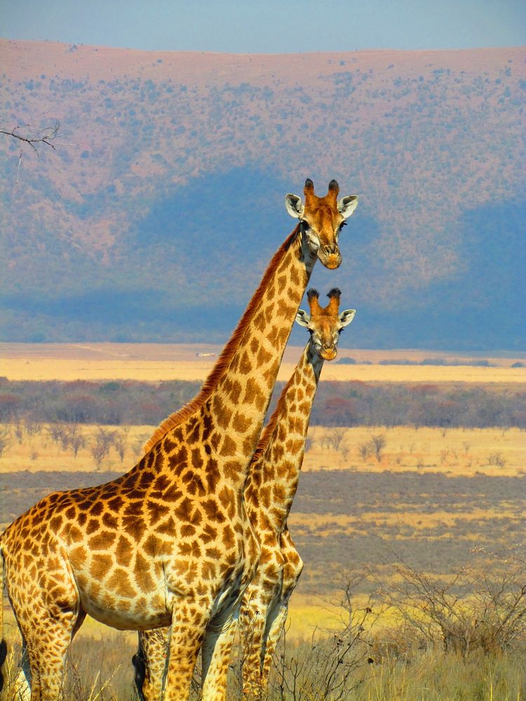 Free giraffes in the wild image, public domain CC0 photo.