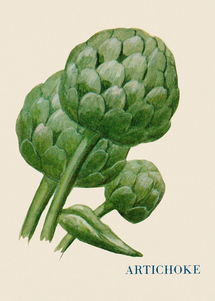 Artichoke illustration, vintage watercolor design, digitally enhanced from our own original copy of The Open Door to…