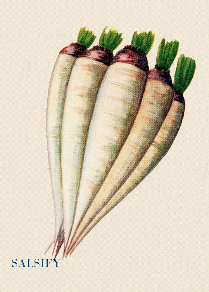 Salsify illustration, vintage watercolor design, digitally enhanced from our own original copy of The Open Door to…