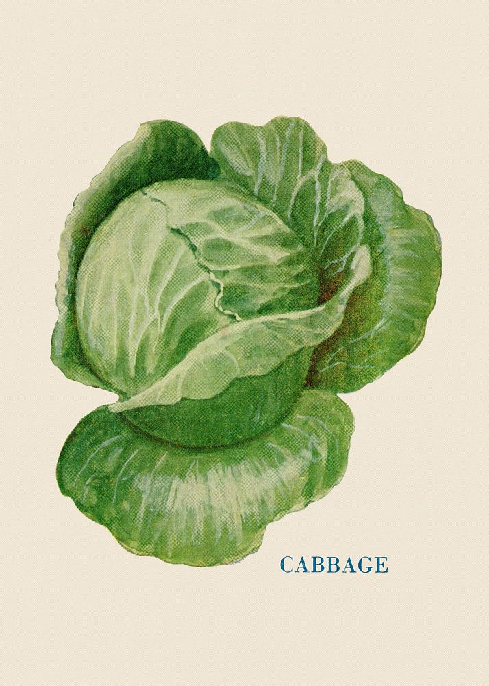 Cabbage illustration, vintage watercolor design, digitally enhanced from our own original copy of The Open Door to…