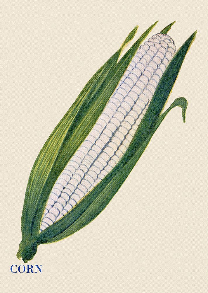 Corn illustration, vintage watercolor design, digitally enhanced from our own original copy of The Open Door to Independence…
