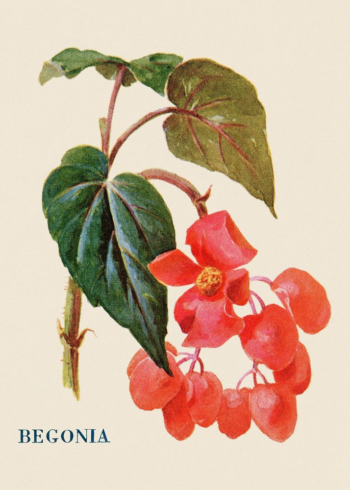 Begonia flower illustration, vintage watercolor design, digitally enhanced from our own original copy of The Open Door to…